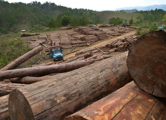 Myanmar and EU Discuss Forestry Cooperation 