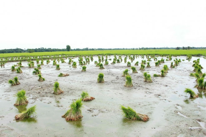 Rice Diseases Threatens Ayeyarwady Region 