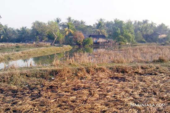 Ruined Paddy Fields in Sar-Pyin Village Arakan State