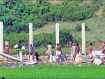 Local Burmese people working at Burma-Bangladesh border for fence. Photo: Kaladan Press