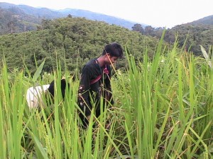 Pa-Pun-local-villagers-in-a-grass-overgrown-farm-300x225