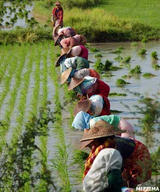 Villagers plant rice seedlings in Salin Township in Magway Division on the dry central plains of Burma, in this file photo. Photo: Mizzima Villagers plant rice seedlings in Salin Township in Magway Division on the dry central plains of Burma, in this file photo. Photo: Mizzima
