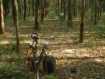 Rubber plantation in Mon State