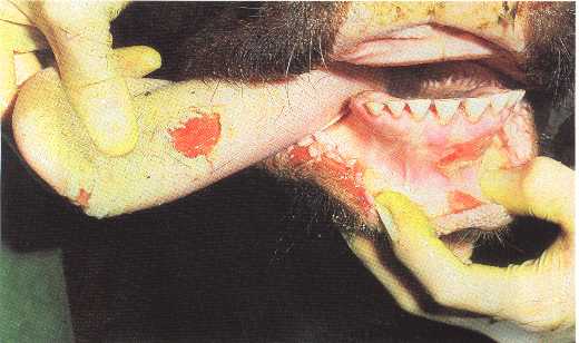 Foot and mouth disease in cattle can cause widespread economic loss. Photo: daff.gov.au