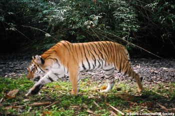 A tiger trips a remote camera placed next to an animal corridor in the Hukawng Valley tiger reserve in Kachin State in northern Burma. Photo: Wildlife Conservation Society