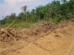 Burmese goverment project along the coastal route between Kyaikami and Set Sae village the road driven through rubber plantations. Photo: IMNA