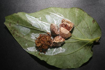 one recipe used by many chewers of the betel nut. Photo: Kantarawaddy Times