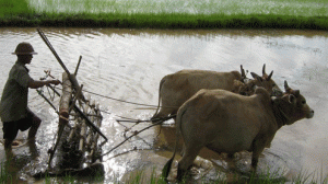 IMNA) Nai-Rot-Hta-300x168