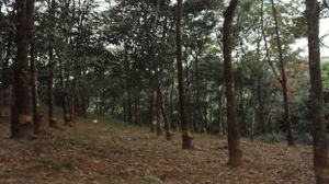 IMNA) Rubber-Pland--300x168