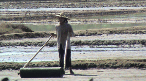 IMAN) Soft11-300x168