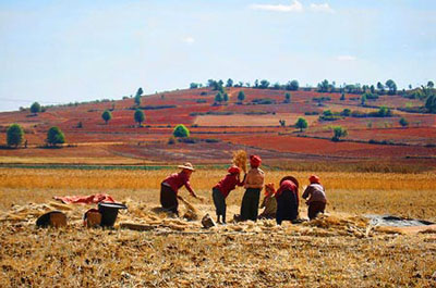 Shan farmers are shown harvesting rice in Shan State. 
