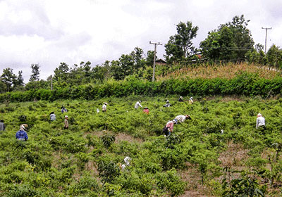 Shan illegal migrants working in Thailand, near the Shan border.