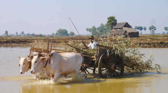 လှည်းလမ်းလော၊ လယ်ကွင်းပြင်လော far-on-cut