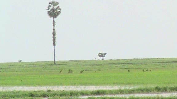 အနိမ့်အမြင့်မတူညီသောလယ်ကွင်းပြင်ကျယ် farm-field_00