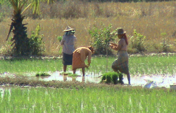 မိသားစုလယ်မြေမှ စပါးပျိုးခင်းတစ်ခင်း rice_planting