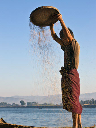 A Rakhine ( Arakanese) farmer winnows rice to remove the chaff on the banks of Lay Myo River, Arakan state ( Photo by Art.com) A--rakhine-farmer-winnows-rice-to-remove-the-chaff-on-banks-of-lay-myo-river-myanmar