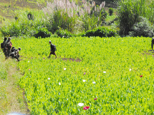 poppyshankarenniborder
