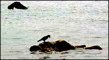 Corpse floating in the Naf River deadbody