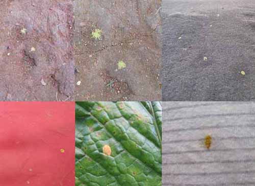 Yellow spots were seen on the different surfaces in Mai Ja Yang. nov21-yellowrain