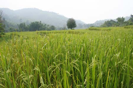 rice-field
