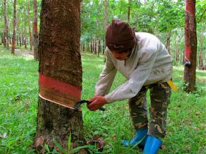 ထိုင်းနိုင်ငံ နတ်ဆုမွန်ခရိုင် ရာဘာခြစ်သမား မွန်လူငယ်တစ်ဦးပုံ။( ပုံ- malariacontainment ) ထိုင်းနိုင်ငံ နတ်ဆုမွန်ခရိုင် ရာဘာခြစ်သမား မွန်လူငယ်တစ်ဦးပုံ။( ပုံ- malariacontainment )