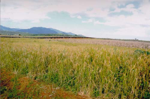 ဒေသခံများ၏ လယ်များအား သိမ်းယူပြီး ပိုက်လိုင်းသွယ်တန်းဖြတ်သန်းထားပုံ ( ဓာတ်ပုံ- SHAN) ဒေသခံများ၏ လယ်များအား သိမ်းယူပြီး ပိုက်လိုင်းသွယ်တန်းဖြတ်သန်းထားပုံ ( ဓာတ်ပုံ- SHAN)