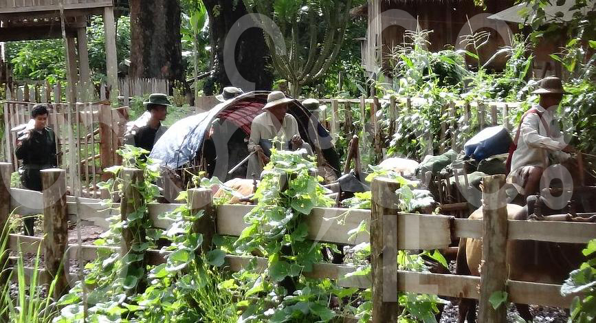 သျှမ်းပြည်တနေရာ၌ အစိုးရတပ်မှချောဆွဲထားသော ဒေသခံနွားလှည်းများ သျှမ်းပြည်တနေရာ၌ အစိုးရတပ်မှချောဆွဲထားသော ဒေသခံနွားလှည်းများ