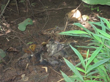 မြန်မာစစ်တပ်၏ရိုက်နှက်စစ်ဆေးသည့်လက်ချက်ကြောင့်ဒေသခံများသေကြေ (ဓါတ်ပုံ- SSPP/SSA) မြန်မာစစ်တပ်၏ရိုက်နှက်စစ်ဆေးသည့်လက်ချက်ကြောင့်ဒေသခံများသေကြေ (ဓါတ်ပုံ- SSPP/SSA)