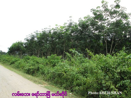 မယ်ဆိုင်ကုမ္မဏီ ၏ရာဘာစိုက်ခင်း မယ်ဆိုင်ကုမ္မဏီ ၏ရာဘာစိုက်ခင်း