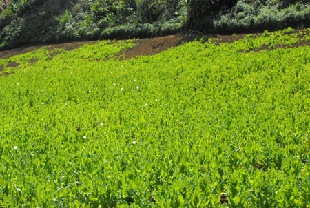 ကရင်နီပြည်တွင်းတနေရာ၌ တွေ့ရသော ဘိန်းစိုက်ခင်း (ဓါတ်ပုံ-K.Army) ကရင်နီပြည်တွင်းတနေရာ၌ တွေ့ရသော ဘိန်းစိုက်ခင်း (ဓါတ်ပုံ-K.Army)