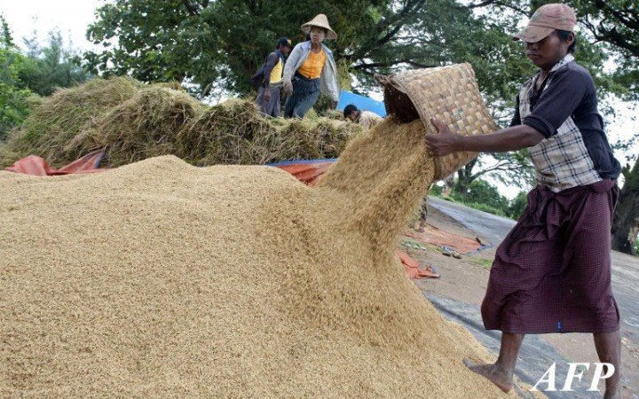 In a picture taken on August 17, 2013 Myanmar farmers collect rice seeds in Naypyitaw. In a picture taken on August 17, 2013 Myanmar farmers collect rice seeds in Naypyitaw.