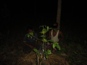 ကိုင်းဆက်မျိုးပွားနည်းဖြင့် စိုက်ပျိုးထားသော ဘိန်းစာပင်(NMSP) ကိုင်းဆက်မျိုးပွားနည်းဖြင့် စိုက်ပျိုးထားသော ဘိန်းစာပင်(NMSP)