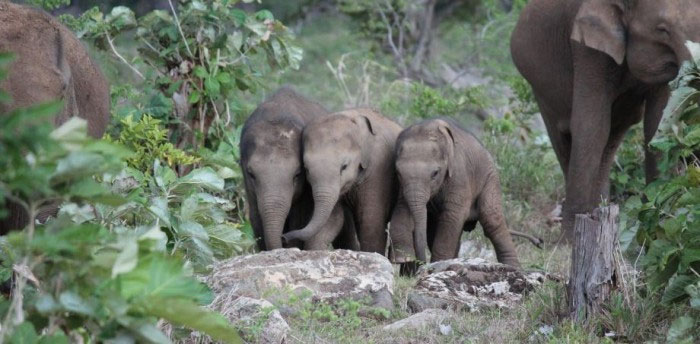 elemotion.org elemotion.org