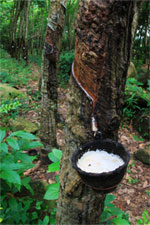 maxmyanmargroup.com maxmyanmargroup.com