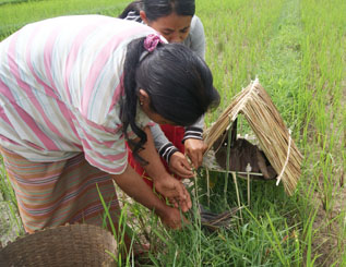 လယ်စောင့်နတ်ကို ပူဇော်ပသရန်အတွက် ပြင်ဆင်နေကြစဉ် (ဓါတ်ပုံ-ကေတီ) လယ်စောင့်နတ်ကို ပူဇော်ပသရန်အတွက် ပြင်ဆင်နေကြစဉ် (ဓါတ်ပုံ-ကေတီ)