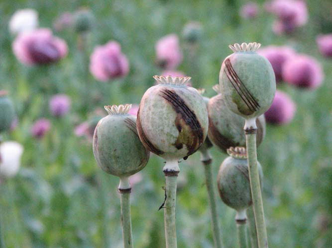 Opium poppy growing in a cultivated field in Tanaign Township in southern Kachin State