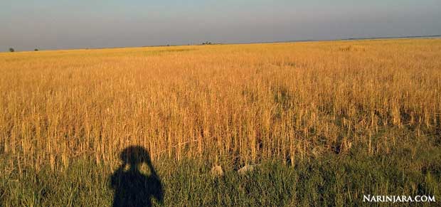 စပါးခင်းဝင်းဝါနေသော်လည်း အသီးမသီးဘဲ ပျက်စီးခဲ့ရသည်။ (ဓါတ်ပုံ- နိရဥ္စရာ) စပါးခင်းဝင်းဝါနေသော်လည်း အသီးမသီးဘဲ ပျက်စီးခဲ့ရသည်။ (ဓါတ်ပုံ- နိရဥ္စရာ)