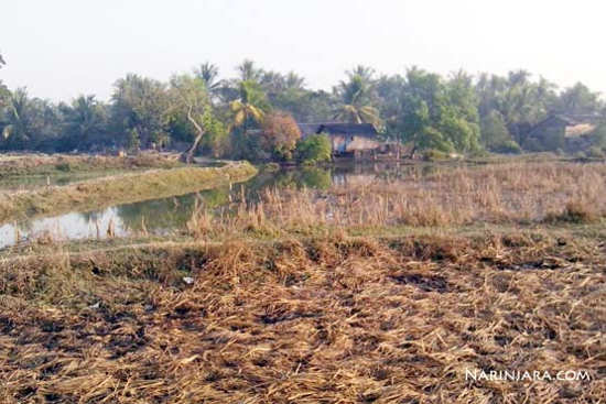 Ruined Paddy Fields in Sar-Pyin Village, Arakan State Ruined Paddy Fields in Sar-Pyin Village Arakan State