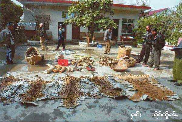 Forestry Products Seized from U Phon Kyan Moe 