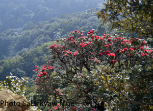 Rhododendron Trees in Flower