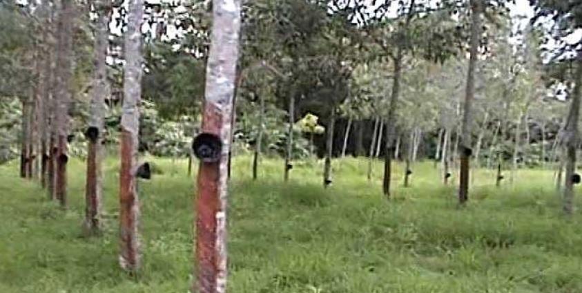 Mon State Chief Minister Tells Rubber Factories To Submit Environmental Management Plans Burma News International