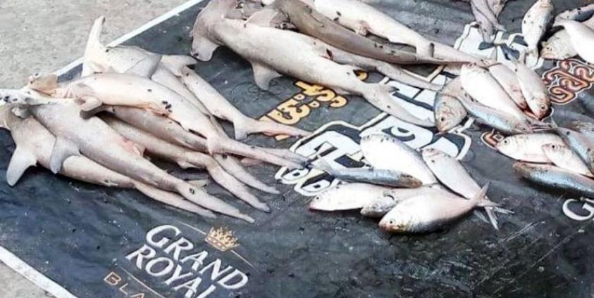 စစ်တွေမြို့၊ မင်းဂံရပ်ကွက်ဈေးတစ်ခုတွင် ငါးမန်းများ ရောင်းချနေသည်ကို ၂၀၂၃ ခုနှစ်၊ မေလ ၃၁ ရက်နေ့က တွေ့ရစဉ်။ ဓာတ်ပုံ - ပေးပို့