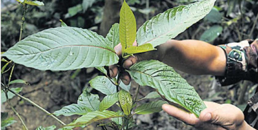 ဘိန်းစာရွက် (MNA)