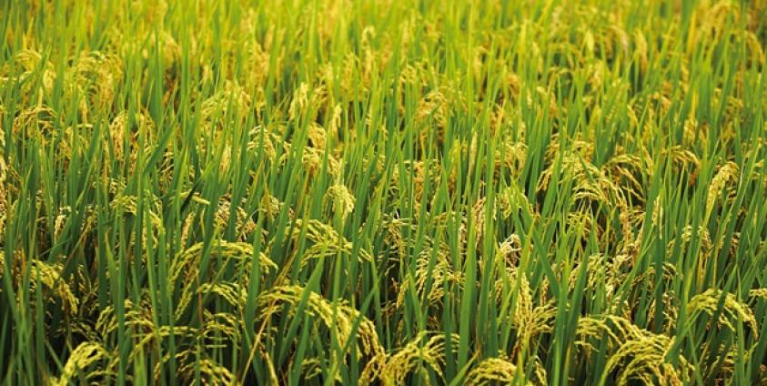  စပါးသီးချိန် မြင်တွေ့ရစဉ်(Internet)