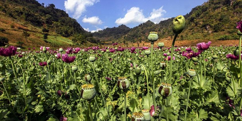 Opium poppies ready to be processed into heroine at a poppy field near Pekon township, southern Shan State, Myanmar, 20 December 2015. Photo: Hein Htet/EPA