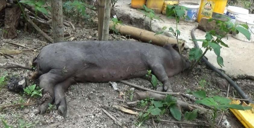 ဝက်နာကျပြီး မစာမစားနိုင် လှဲနေတဲ့ ဝက်ကို ဒီးမော့ဆိုမြို့နယ် ဒေါငံရောက်ရွာတွင် မြင်တွေ့ရစဉ်။ (ဓါတ်ပုံ – အန်ထော်နီ)