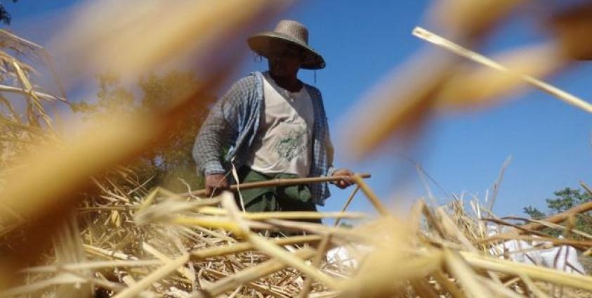 ဧရာဝတီတိုင်းအတွင်း စပါးများ ရိုက်သိမ်းအပြီး ခြွေလှေ့ နေကြသူများအားတွေ့ရစဉ်။ (ဓာတ်ပုံ - မင်းမင်း)