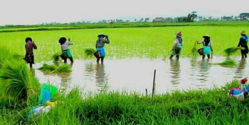 ဘီလူးကျွန်း မိုးစပါး (MRTV)