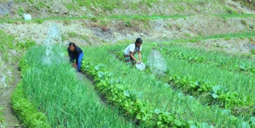 A plantation site in Chin State. Photo: Phyo Thiha Cho/Myanmar Now