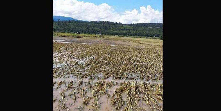 ရေကြီးမှုကြောင့်စပါးခင်းများ လဲကျပျက်စီးဆုံးရှုံးရ (photo/မိုင်းတုံသား )